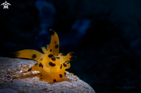 The NUDIBRANCH
