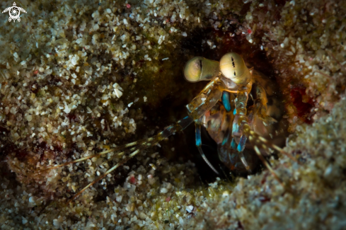 A Coral shrimp