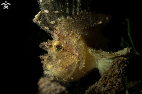 A Taenianotus triacanthus | Leaf Scorpionfish