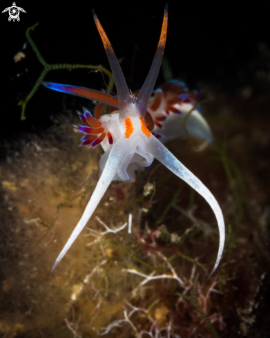 A Cratena peregrina nudibranch