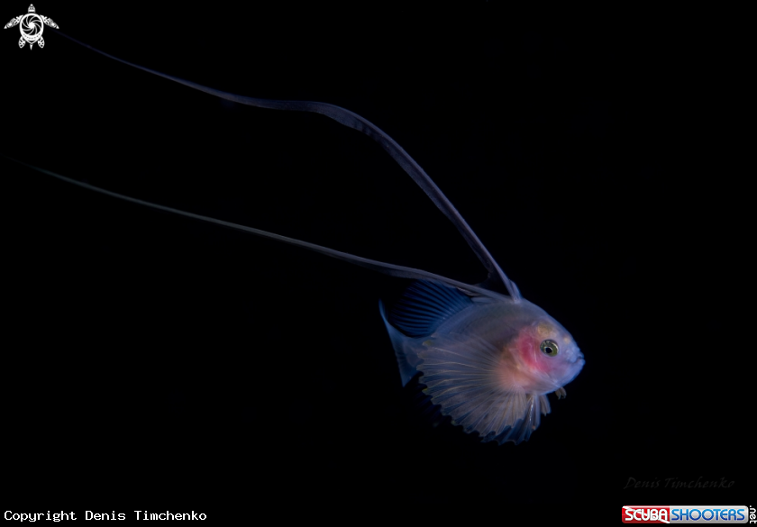 A Juvenile soapfish