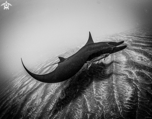 A Melanistic Giant Pacific Manta