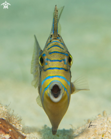 A Queen Triggerfish