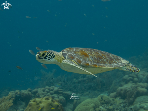 A Green Seaturtle