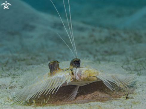 A Peacock Flounder