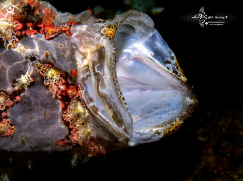 A Antennarius commerson (Lacepède, 1798) | Frogfish