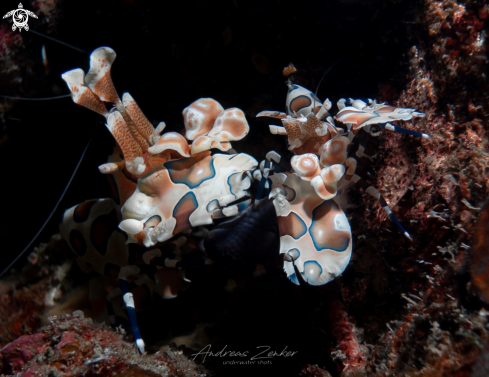 A Hymenocera picta | Harlequin shrimp