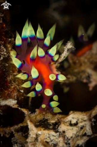 A Coryphellina exoptata nudibranch