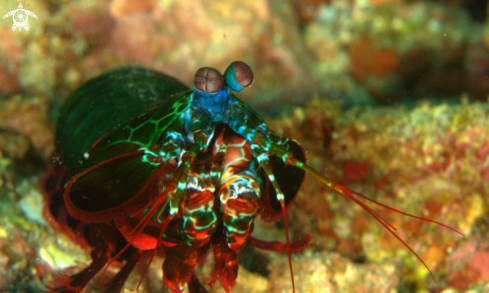 A Mantis shrimp