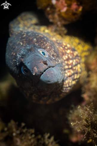 A Moray eel