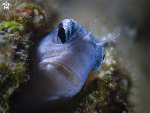 A Sad blenny