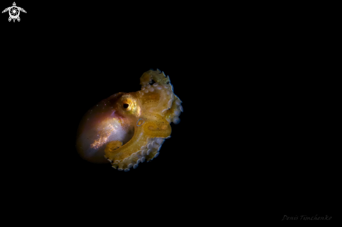 A Amphioctopus siamensis | OCTOPUS