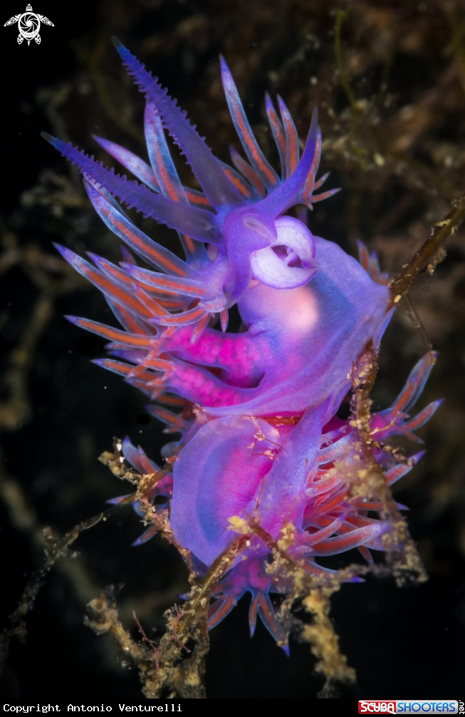 A Pink flabellina nudibranch