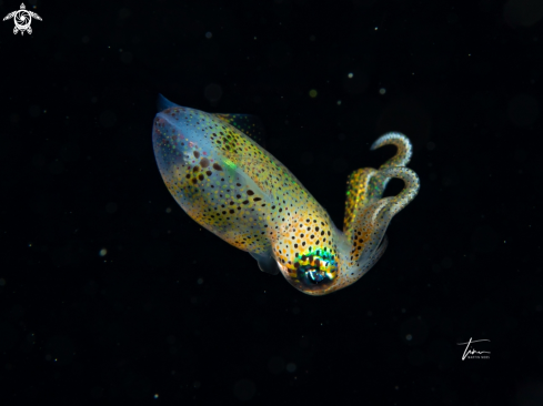 A Caribbean Reef Squid