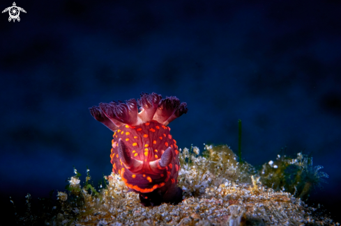 A NUDIBRANCH