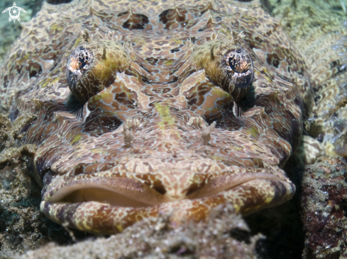 A Crocodile Fish