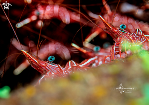 A Rhynchocinetes durbanensis Gordon, 1936  | Camel Shrimp (4-5cm)