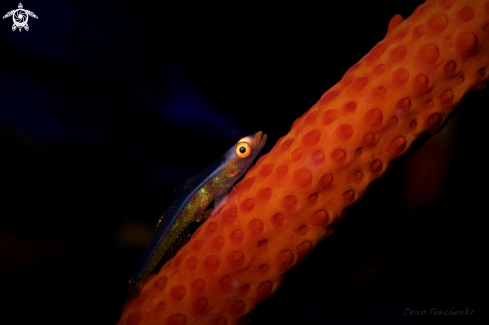 A Bryaninops yongei | GOBY