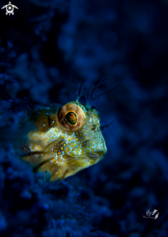 A Seaweed blenny 