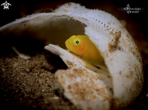 The Yellow Pygmy Goby