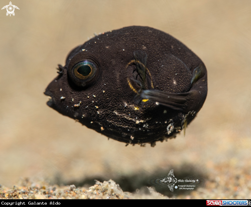 A Starry Puffer Fish Juvenile