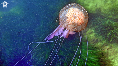 A Pelagia noctiluca | Méduse Pélagique