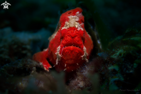 A FROGFISH