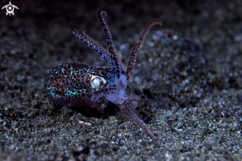 A  Euprymna berryi | SQUID