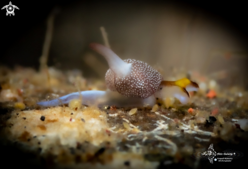 A Sea Slug