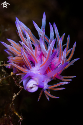 A Flabellina nudibranch