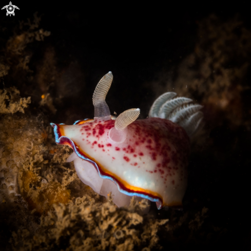 A Chromodoris trimarginata nudibranch