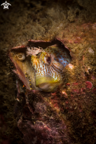 A Tessellated blenny