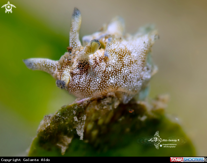 A Aplysia Sea Slug