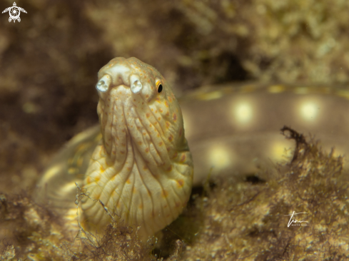 A Sharptail Snake eel