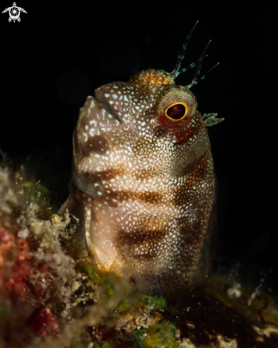 A Coral blenny