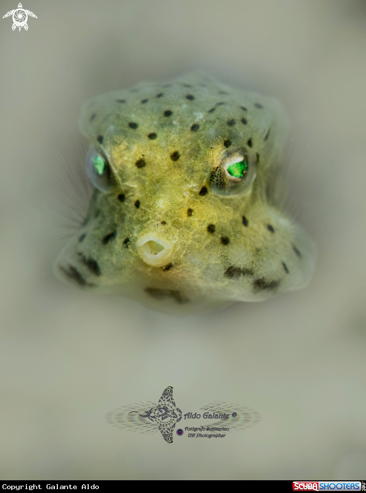 A Short Nose  Boxfish juvenil.
