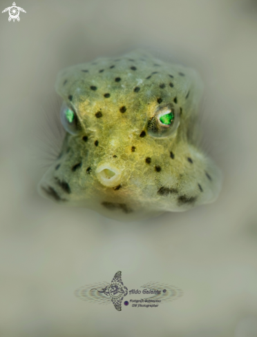 A Short Nose  Boxfish juvenil.
