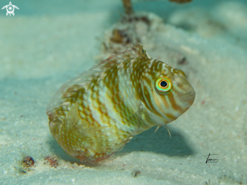 A Green Razorfish