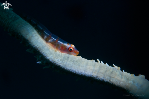 A Bryaninops yongei | GOBY