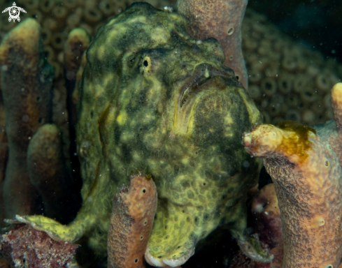 A Frogfish