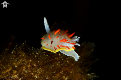 A Diaphorodoris papillata | Nudibranch