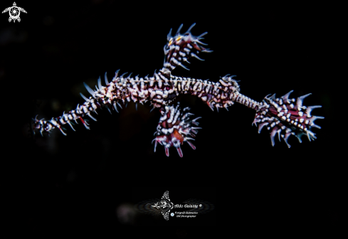 A Ghost Pipe Fish