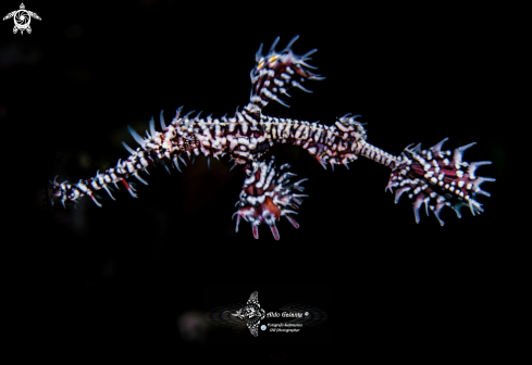 A Solenostomus paradoxus (Pallas, 1770)  | Ghost Pipe Fish