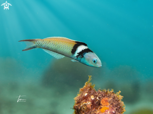 A Blueheaded Wrasse