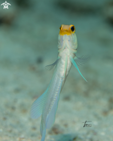 A Yellowhead Jawfish