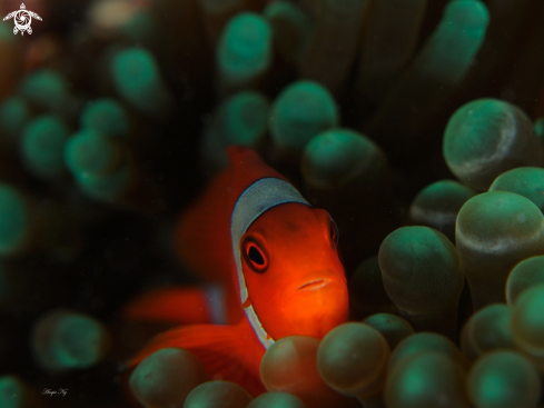 A SPINE CHEEK ANEMONEFISH |  ANEMONEFISH