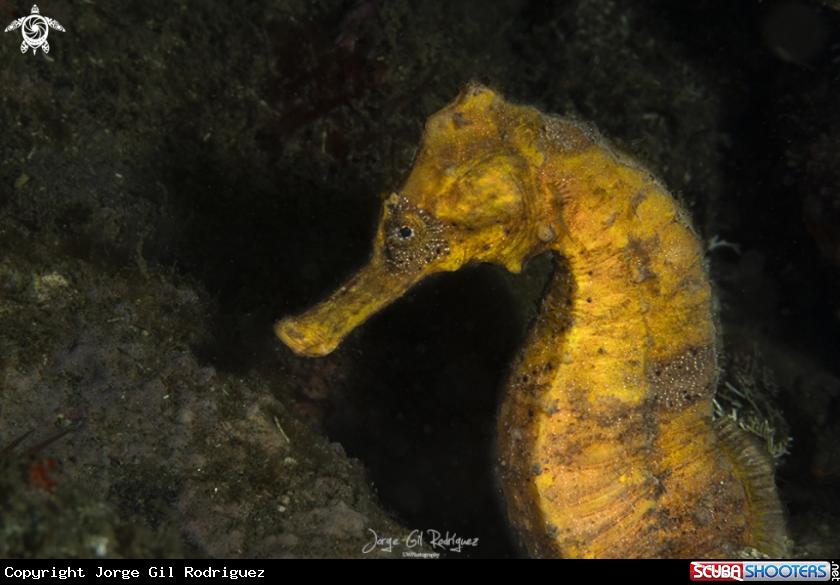 A Longsnout seahorse