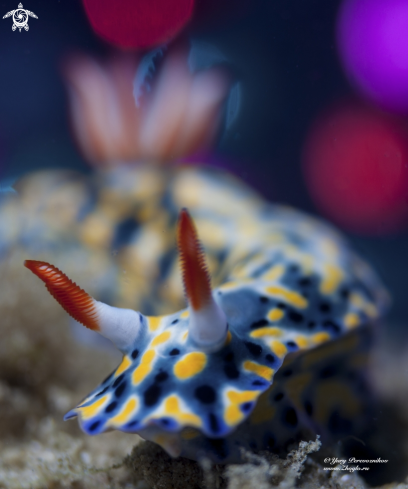 A Hypselodoris infucata