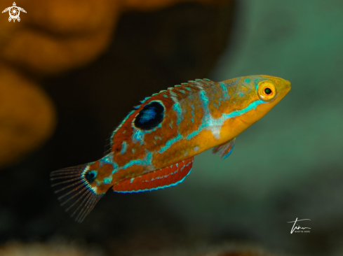 A Halichoeres radiatus | The Puddingwife