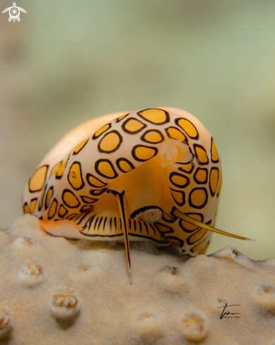 A Cyphoma gibbosum | Flamingo tongue